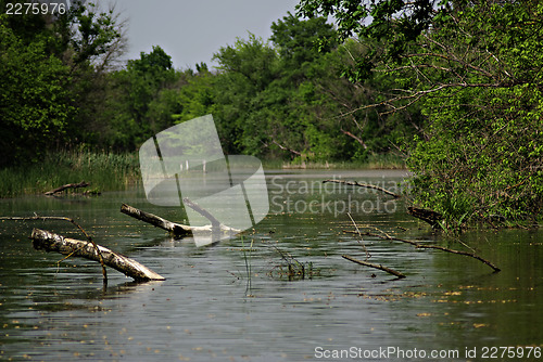 Image of Forest River