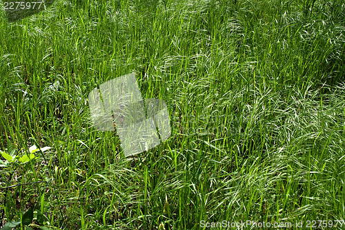 Image of Windy Grass