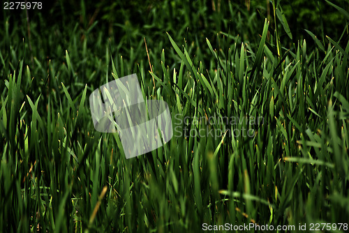 Image of Grass