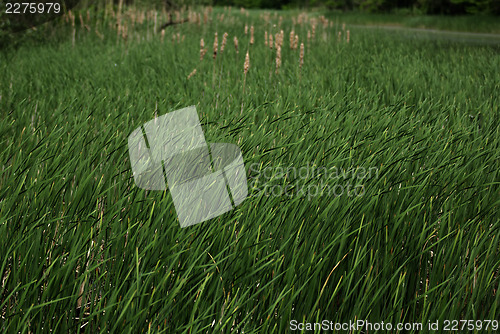 Image of Reed And Grass