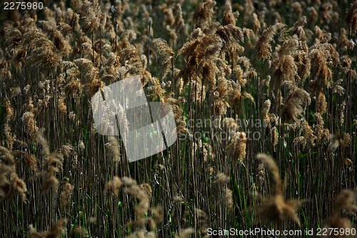 Image of Reed And Grass