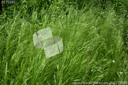 Image of Windy Grass