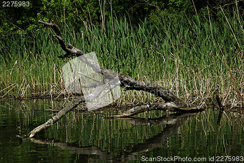 Image of Forest River