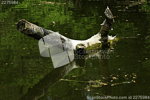 Image of Forest River