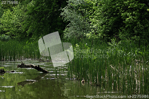 Image of Forest River