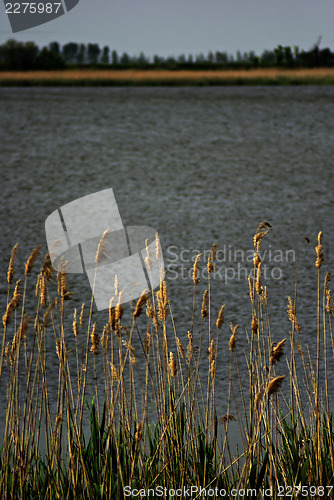Image of Reed And Grass
