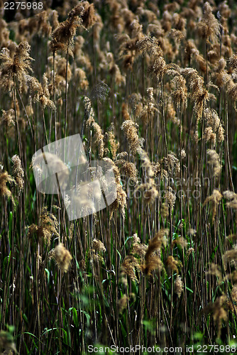 Image of Reed And Grass