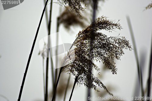 Image of Reed And Grass