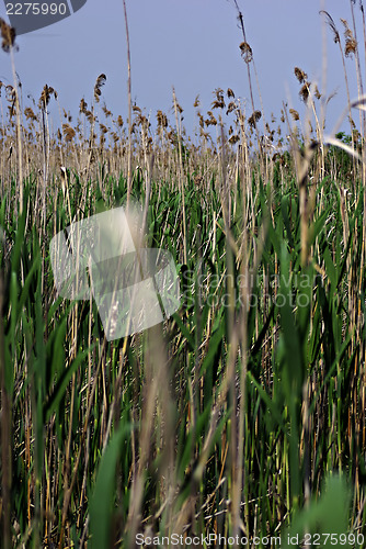 Image of Reed And Grass