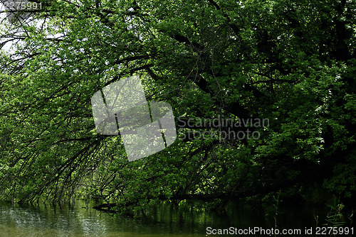 Image of Forest River