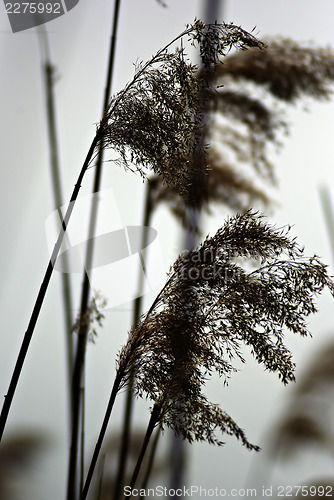 Image of Reed And Grass