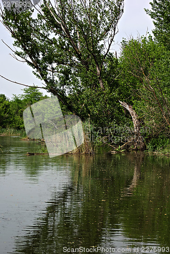 Image of Forest River