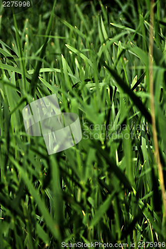 Image of Grass