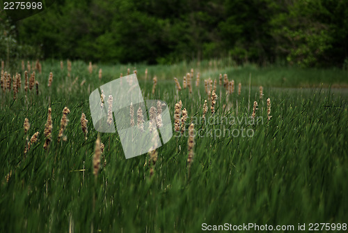 Image of Reed And Grass