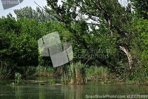 Image of Forest River