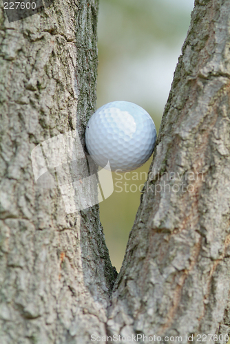 Image of Golf ball in a tree