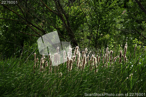 Image of Reed And Grass
