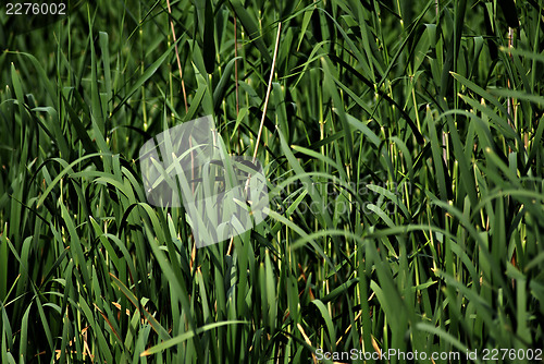 Image of Grass