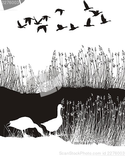 Image of Background with reeds and wild geese