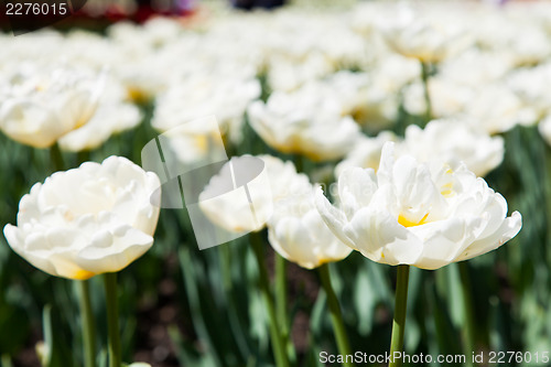 Image of Casablanca tulip