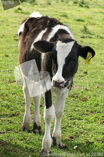 Image of Calf