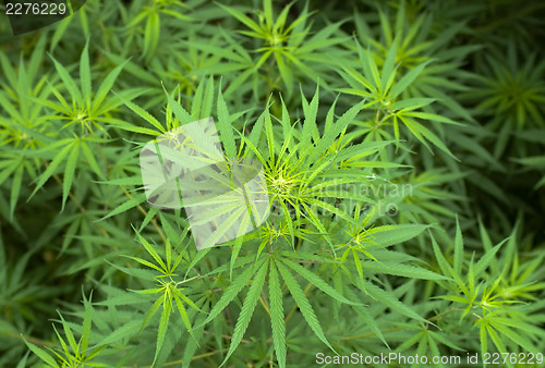 Image of Cannabis 