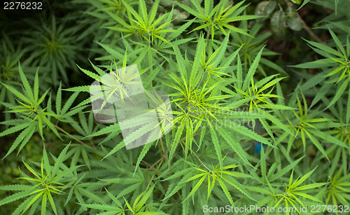 Image of Cannabis 