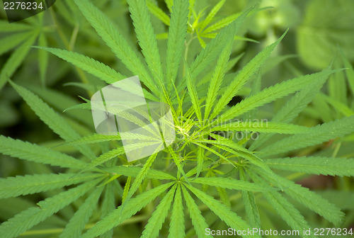 Image of Cannabis 