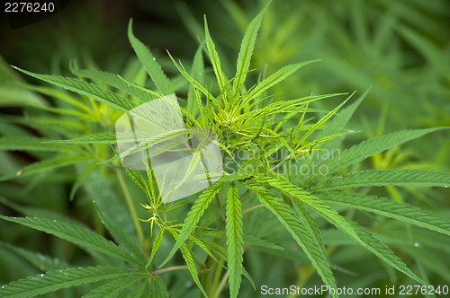Image of Cannabis 