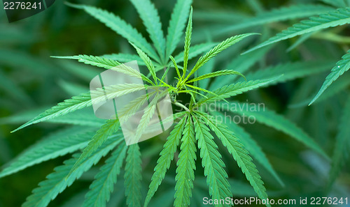 Image of Cannabis 