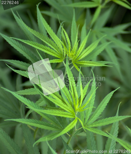 Image of Cannabis 