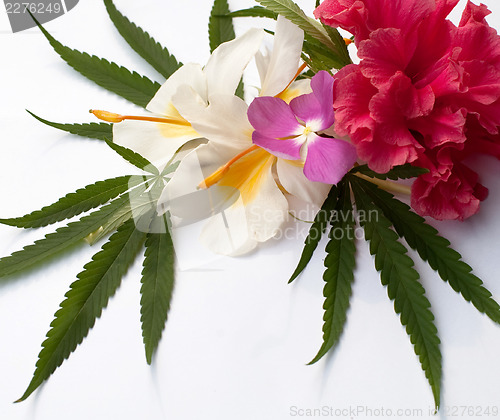 Image of Cannabis 