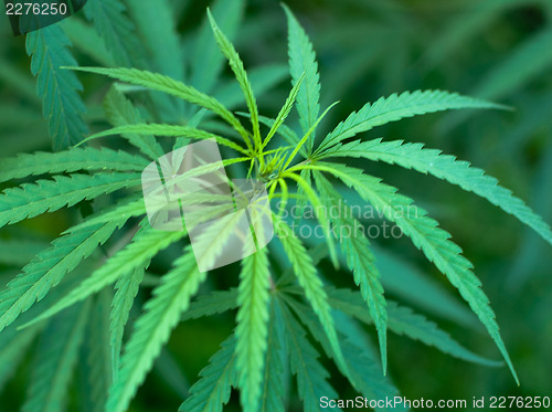 Image of Cannabis 