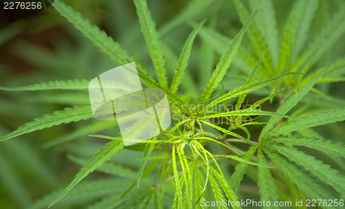 Image of Cannabis 