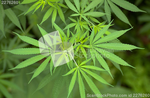Image of Cannabis 