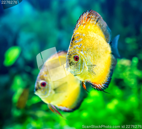 Image of Symphysodon discus