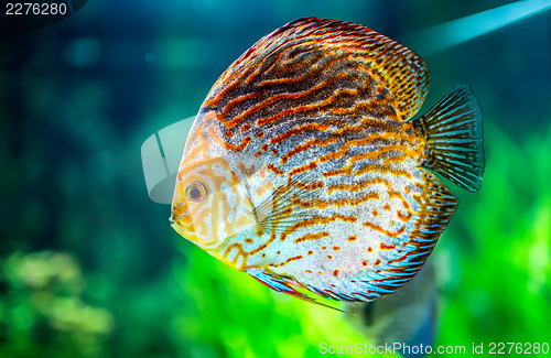 Image of Symphysodon discus