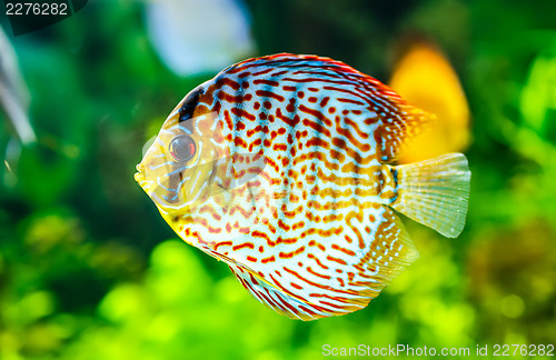 Image of Symphysodon discus