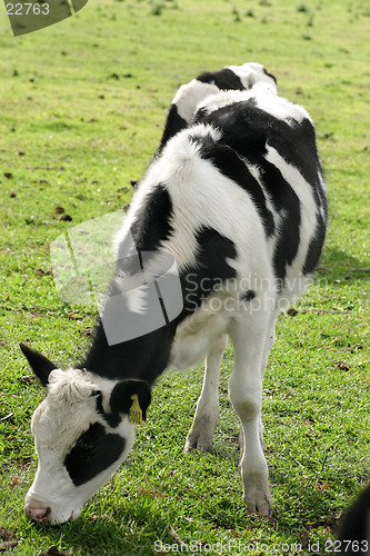 Image of Dairy Cattle