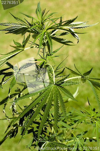 Image of Cannabis 