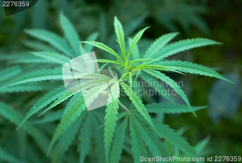Image of Cannabis 