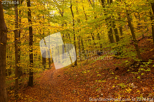 Image of Autumn forest