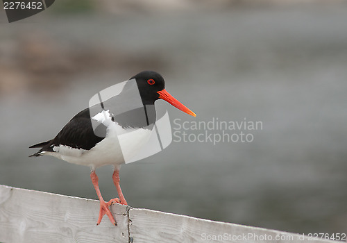 Image of Oystercatcher