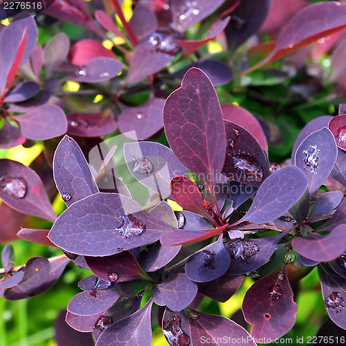 Image of Raindrops on Barberry Leaves