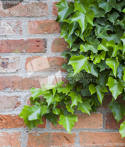 Image of ivy on wall