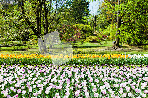 Image of Tulips garden