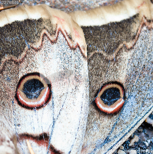 Image of Buckeye butterfly fragment