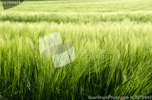 Image of Soft field