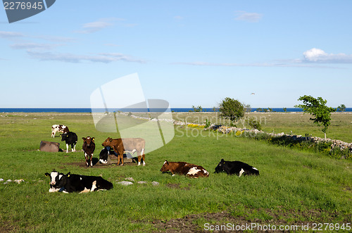 Image of Resting cattle