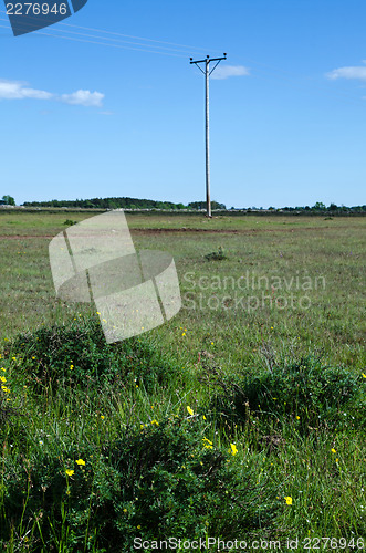 Image of Blossom at power lines